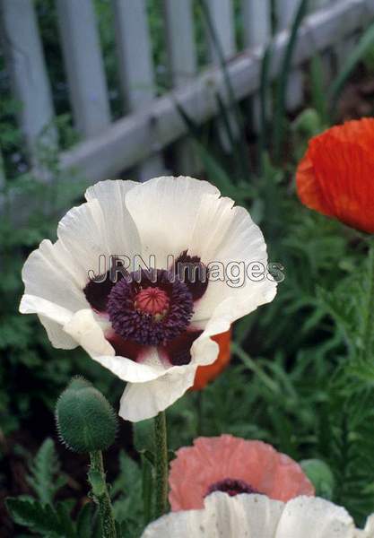 Papaver orientale 'Perry's White'