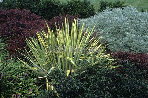 Yucca filamentosa 'Gold Sword'