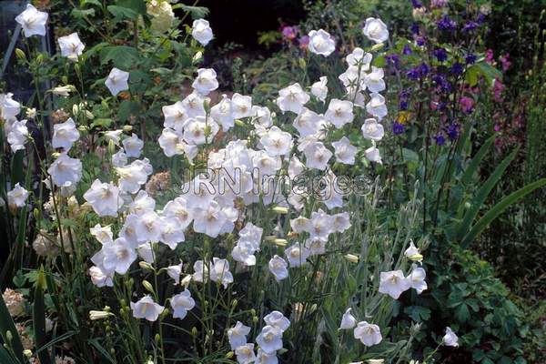 Campanula persicifolia