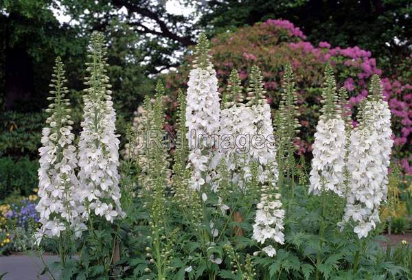 Delphinium x elatum