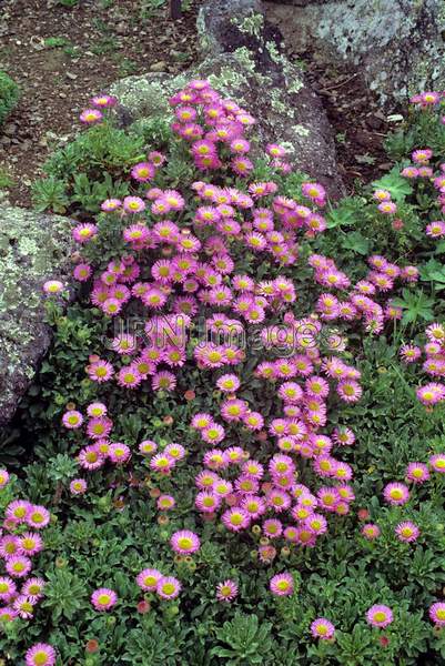 Erigeron hybrid