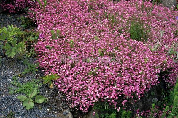 Erodium chamaedryoides