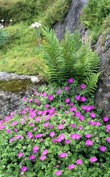 Geranium sanguineum