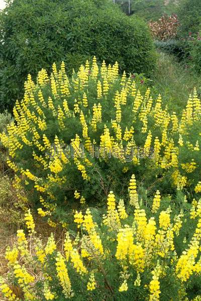 Lupinus arboreus