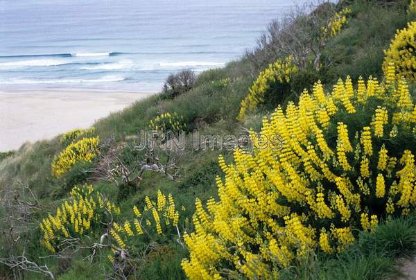 Lupinus arboreus