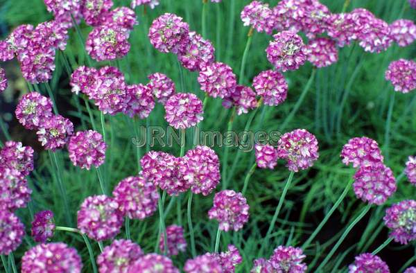 Armeria maritima