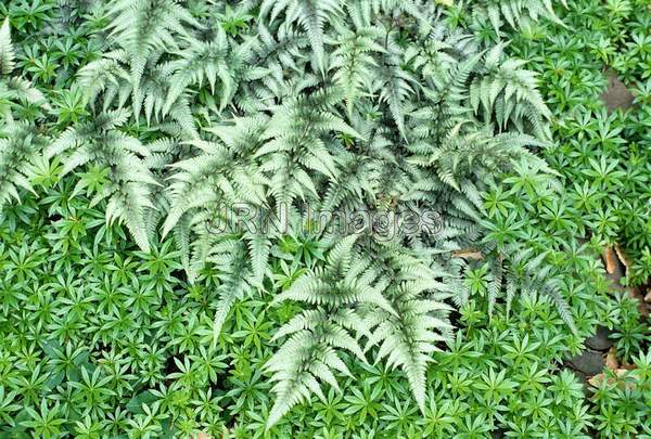 Athyrium nipponicum 'Pictum'