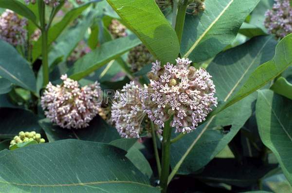 Asclepias syriaca