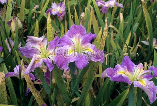 Iris brevicaulis 'Colorific'