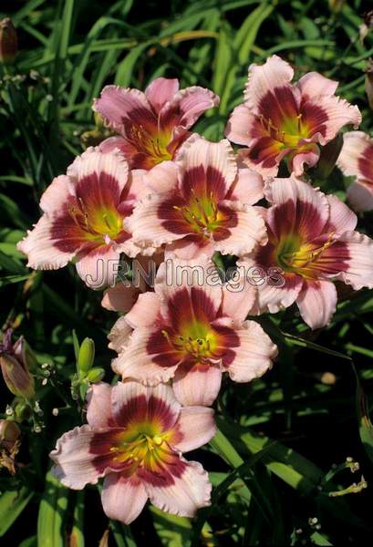 Hemerocallis hybrid 'Mardi Gras'