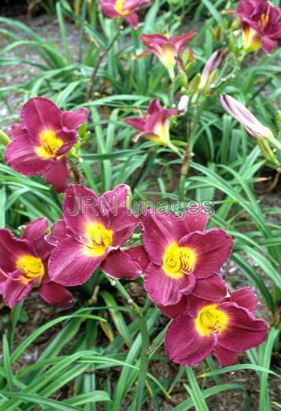 Hemerocallis hybrid 'Strutter's Ball'