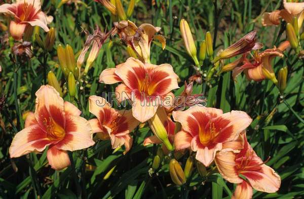 Hemerocallis  hybrid 'Watermelon'