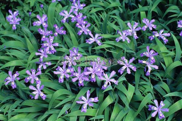 Iris cristata