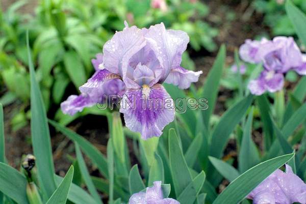 Iris pumila