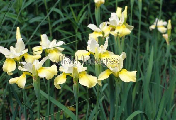 Iris sibirica 'Butter & Sugar'