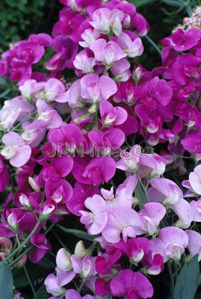 Lathyrus latifolius