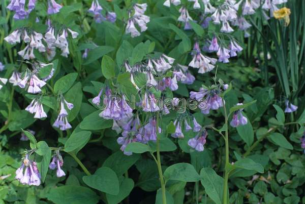 Mertensia virginica