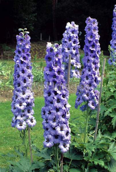 Delphinium x elatum