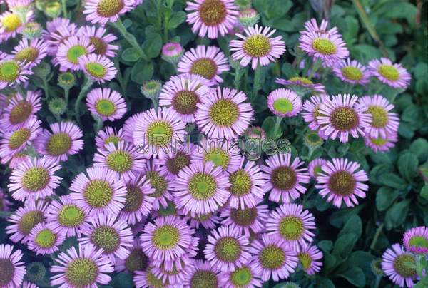 Erigeron speciosus