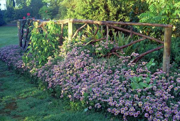 Erigeron glauca