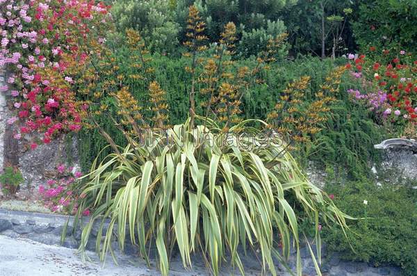 Phormium tenax 'Silver Fountain'