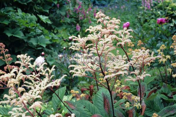 Rodgersia aesculifolia