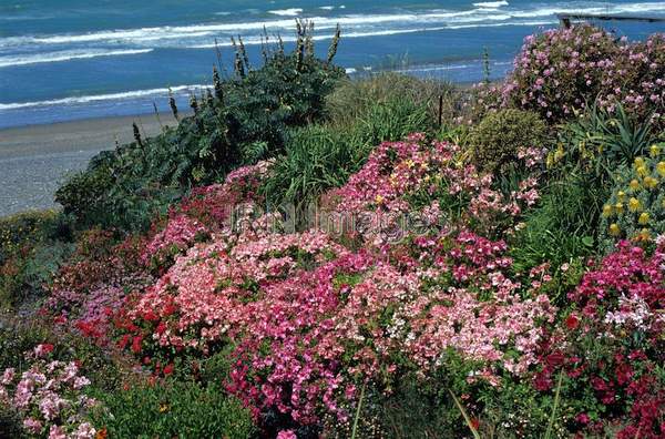 Coastal garden