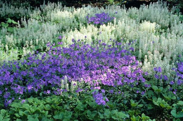 Phlox divaricata 'Sherwood Blue'