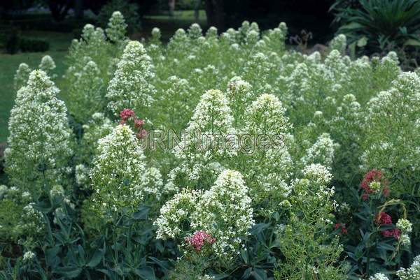 Centranthus ruber