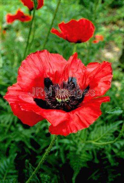 Papaver orientale 'Bracteatum'