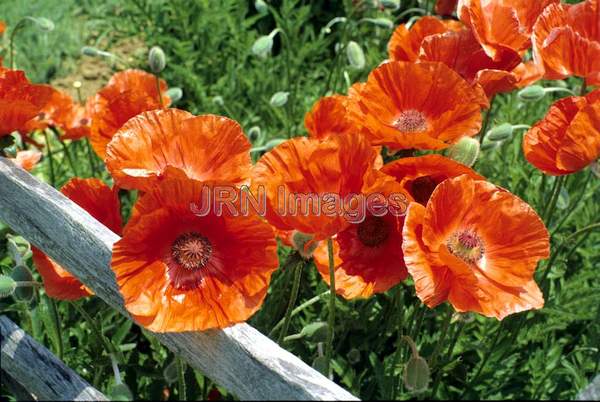 Papaver orientale