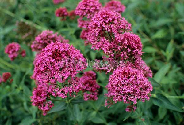 Centranthus ruber