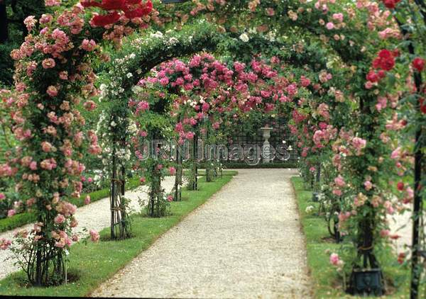 Rose arbor