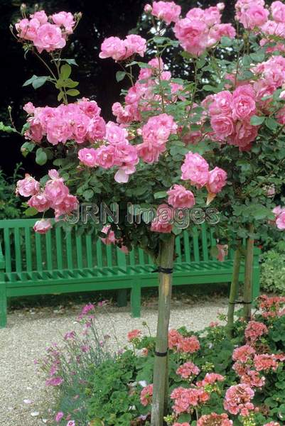 Rosa florbunda 'Centennaire de Lourdes'