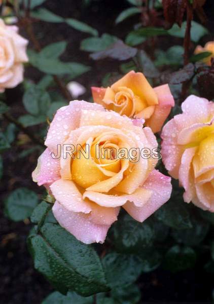 Rosa hybrid tea 'Rosemary Harkness'