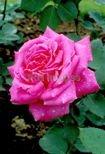 Rosa hybrid tea 'Pink Peace'