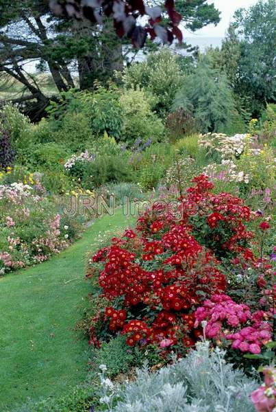 Rosa miniature 'Robin Redbreast'