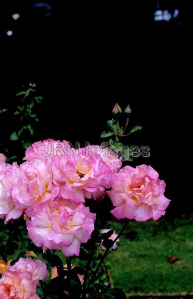 Rosa hybrid tea 'Chicago Peace'