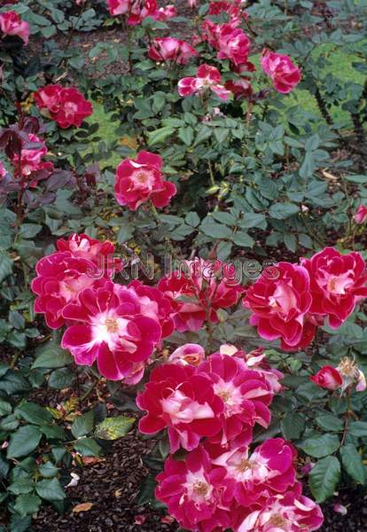 Rosa florbibunda 'Old Master'