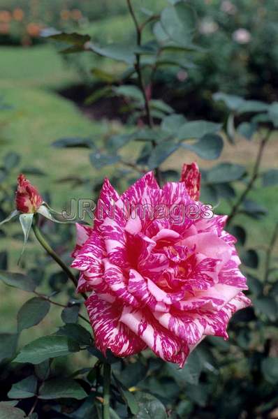 Rosa hybrid tea 'Candy Stripe'