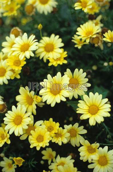 Argyranthemum 'Yellow Butterfly'