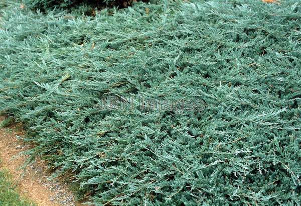 Juniperus horizontalis 'Bar Harbor'