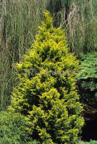 Juniperus chinensis 'Aurea'