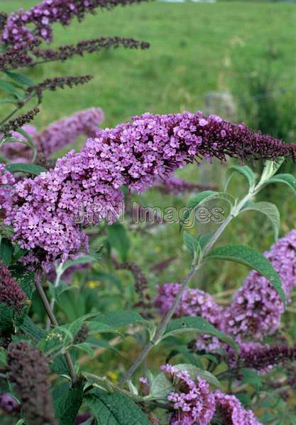 Buddleia davidii