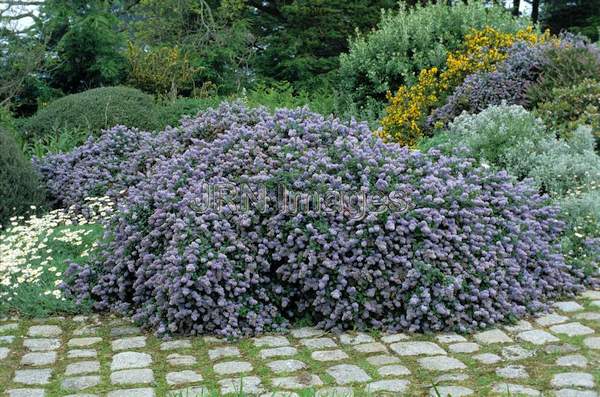 Ceanothus arboreus