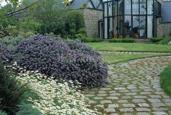 Ceanothus arboreus