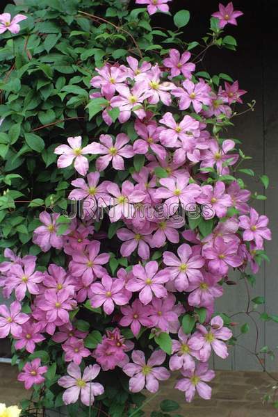 Clematis 'Comptesse de Bouchard'