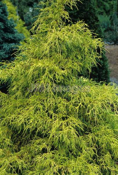 Chamaecyparis pisifera 'Filifera Aurea'