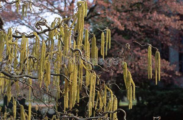 Corylus avellana 'Contorta'