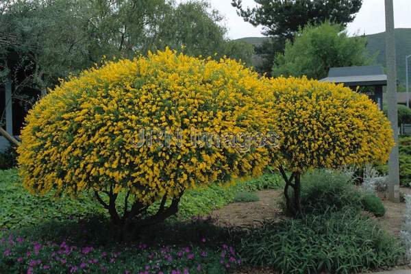 Genista hispanica